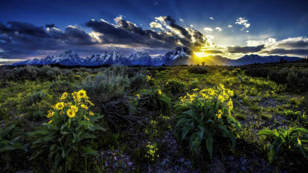 Wallpaper National, Mountains, Meadow, Sunrise, Wyoming, Desktop, Grand, Rocky, Nature, During, Park, Teton