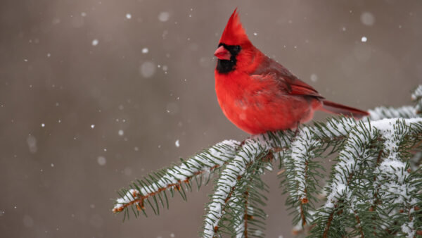 Wallpaper Branch, Covered, Tree, Bird, Cardinal, Birds, Red, Sitting, Snow, Desktop