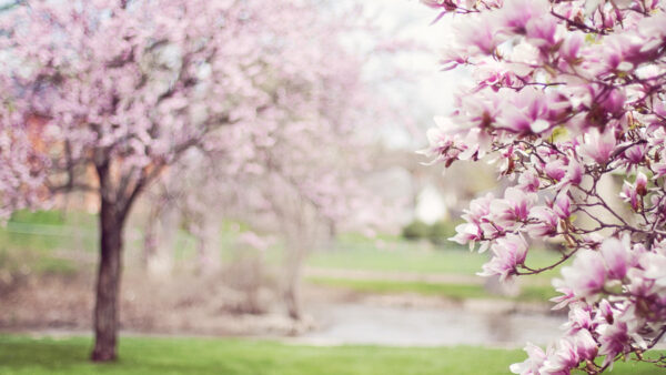 Wallpaper Flowers, Mobile, Blossom, Desktop, Pink, Magnolia, White