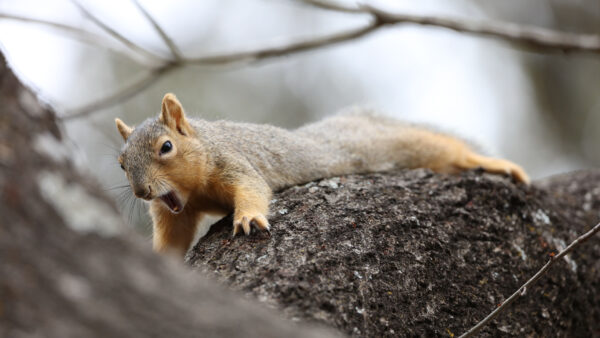 Wallpaper Desktop, Squirrel, Trunk, Tree