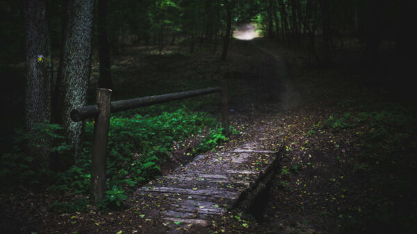 Wallpaper Dark, Path, Forest