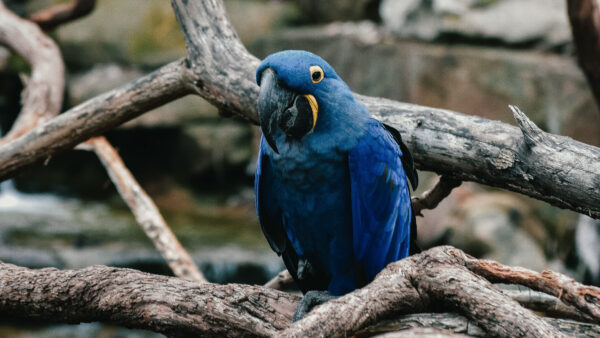 Wallpaper Blue, Standing, Desktop, Bird, Birds, Branch, Tree, Parrot