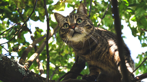 Wallpaper Desktop, Cat, The, Mobile, Tree, Gray, Green, With, Eyes, Black, Standing, And