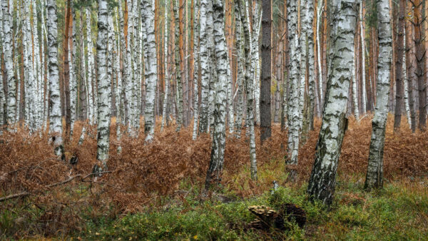 Wallpaper Nature, Mobile, Trunk, Fall, Desktop, During, Birch