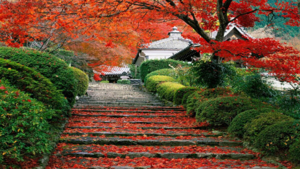 Wallpaper Garden, Desktop, Fall, Steps, Japanese