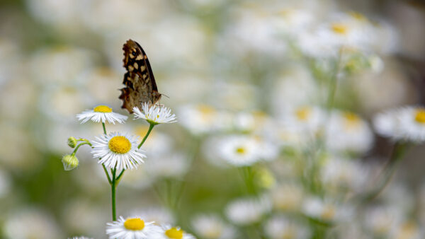 Wallpaper Butterfly, Flower, Brown, Desktop, Blur, Background, Mobile, White, Bokeh, Chamomile