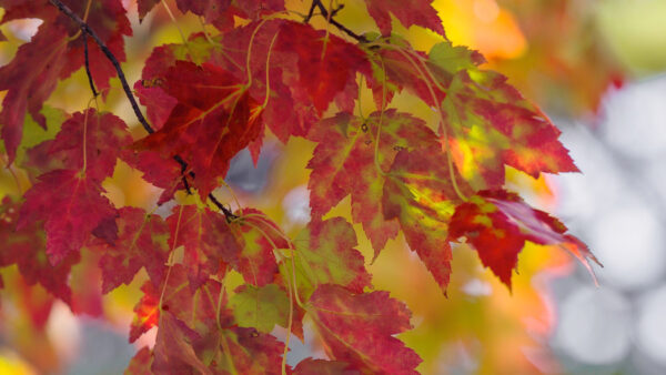 Wallpaper Desktop, And, Macro, Fall, During, Maple, Leaves, Nature, Branch