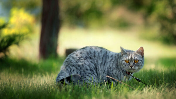 Wallpaper Animal, Desktop, Cat, Animals