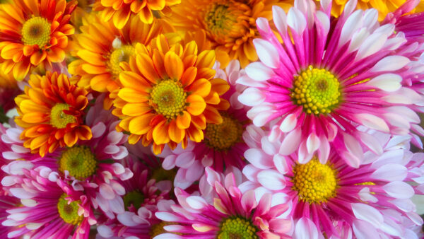 Wallpaper Flowers, Desktop, Chrysanthemum, Colorful