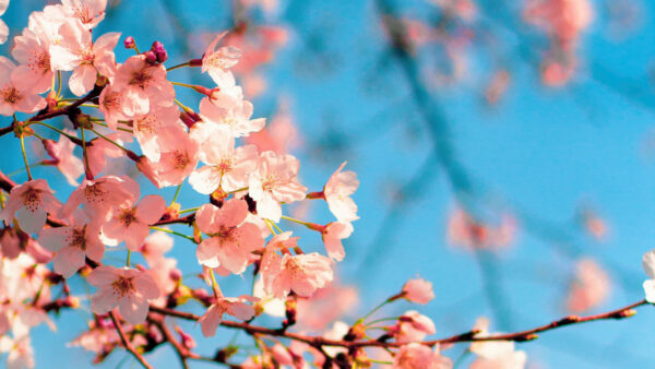 Wallpaper White, Flowers, Blue, Branch, Background, Sky, Sakura