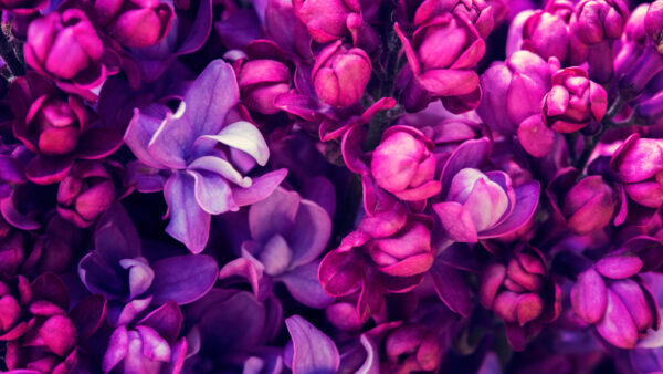 Wallpaper Pink, Purple, Lilac, Flowers, Mobile, Desktop, Spring