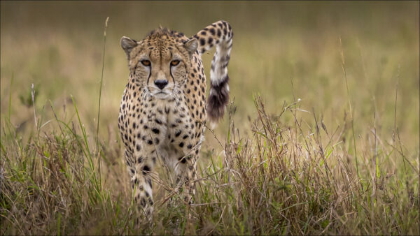 Wallpaper Desktop, Leopard, Predator, Animals