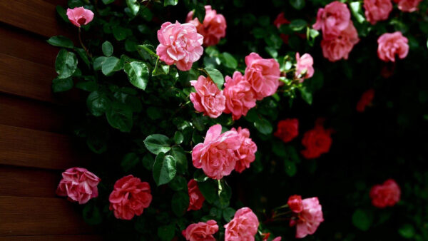 Wallpaper Pink, Desktop, Roses, Leaves, With, Green, Flowers, Branches