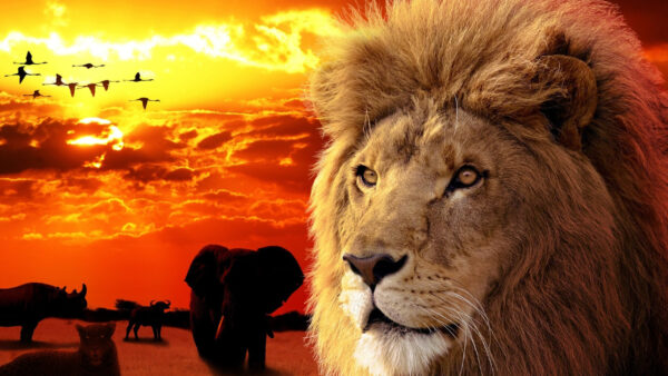 Wallpaper Side, With, Elephant, Cheetah, Sky, Sunset, And, Lion, Background, Desktop, Birds