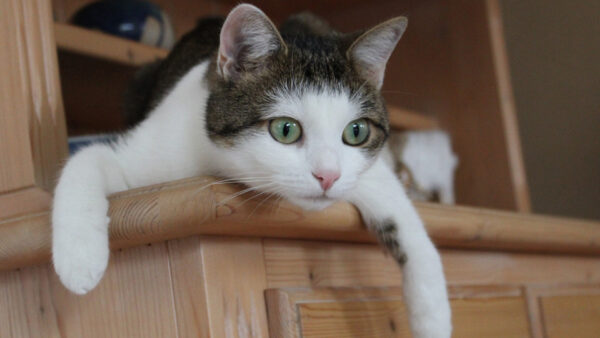 Wallpaper Cat, From, Desktop, Green, Eyes, Cupboard, Sitting, With