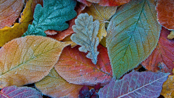 Wallpaper Desktop, Frost, Leaves, Autumn, Mobile, Colorful