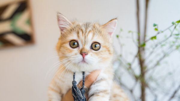 Wallpaper White, WALL, Cat, Kitten, Background, Brown