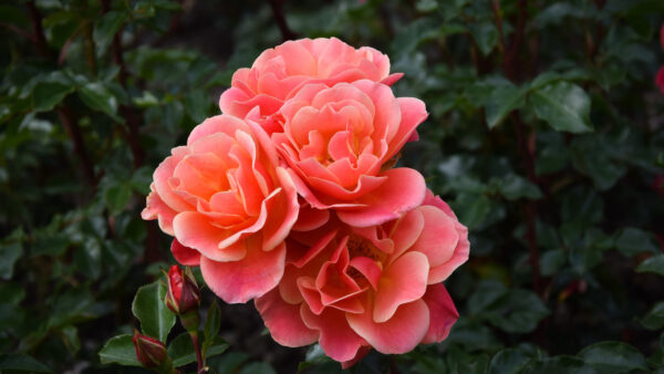 Wallpaper Desktop, Pink, Flowers, Mobile, Plants, Bush, Background, Green, Rose, Leaves