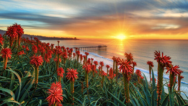 Wallpaper Closeup, Nature, Red, Waves, Flowers, Plants, During, Leaves, Ocean, Field, Green, Mobile, Pier, And, View, Sunset, Desktop