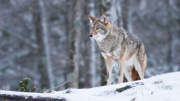 Wallpaper Siberian, Winter, Forest, Blur, Dog, Background, Husky