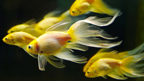 Wallpaper Yellow, Aquarium, Goldfishes