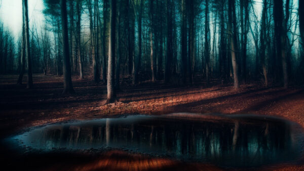 Wallpaper Nature, Mist, Landscape, Forest, Morning, Pine, Puddle, Frost, Trees, Background, Blue, Dark, Shadow