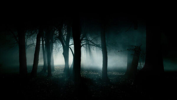 Wallpaper Background, Dark, Forest