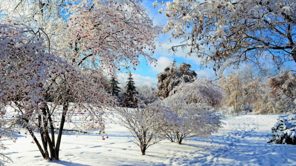 Wallpaper Bushes, Snow, Under, Beautiful, Desktop, Trees, Blue, Mobile, Covered, Winter, White, Sky, Field, Clouds