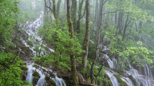 Wallpaper Green, Waterfalls, Nature, Mobile, Desktop, Forest, Bushes, Trees