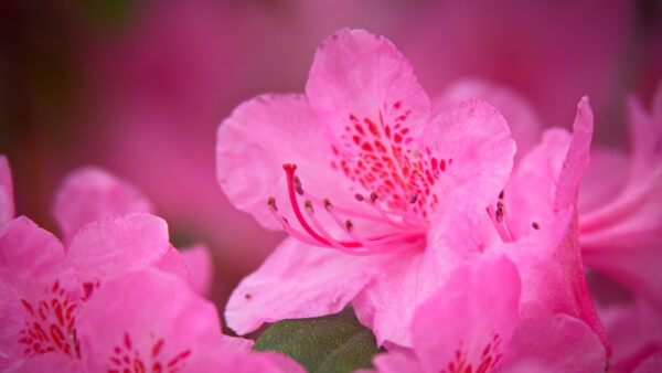 Wallpaper Pink, Spring, Flowers, Petal