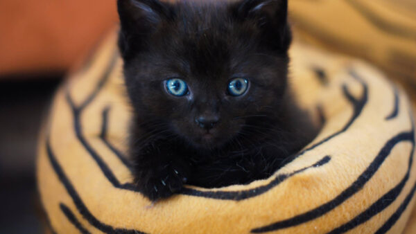 Wallpaper Cloth, Blue, Black, Kitten, Desktop, Eyes, Cat