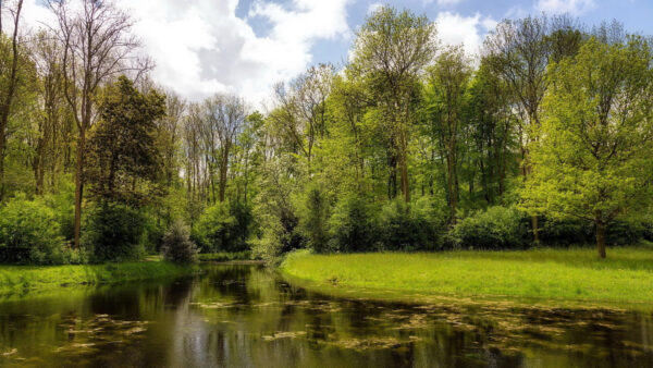 Wallpaper Trees, Between, Green, White, Grass, Under, Sky, Lake, Forest, Nature, Clouds, Field