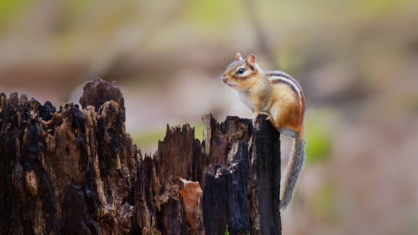 Wallpaper Blur, Tree, Green, Standing, Desktop, Chipmunk, Trunk, Background, Rodent