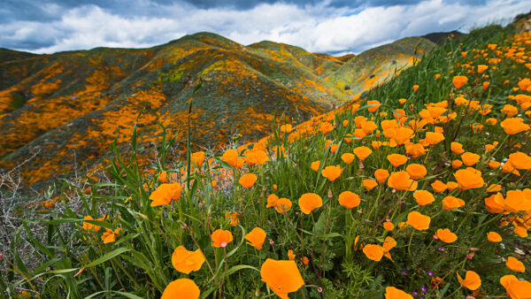 Wallpaper Slope, Leaves, Grass, Clouds, Plants, Flowers, White, Mountains, Green, Sky, Mobile, Yellow, Blue, Desktop, Background