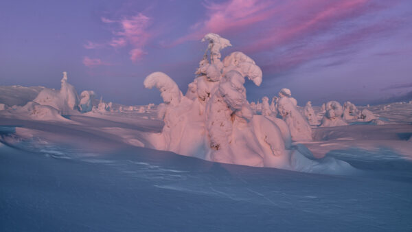 Wallpaper Covered, Field, Trees, Desktop, Snow, Winter