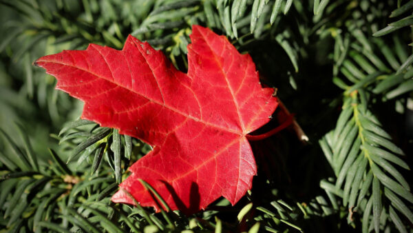 Wallpaper Plant, Leaves, Leaf, Nature, Red, Green