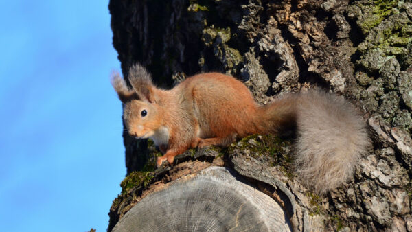 Wallpaper Sitting, Squirrel, Tree, Trunk, Brown