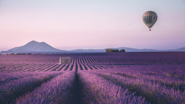 Wallpaper View, Lavender, Landscape, Nature, Field, And, Mountain, Flowers