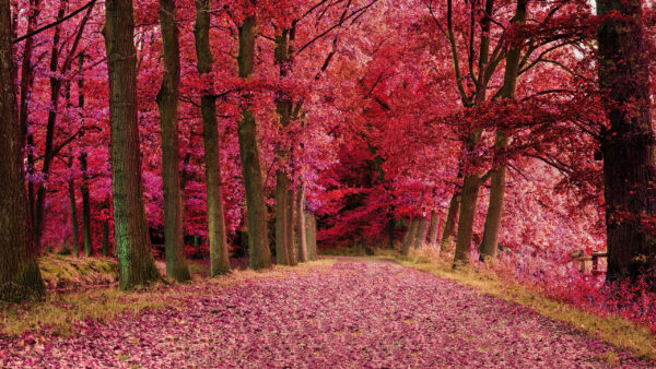 Wallpaper Leaves, Autumn, Beautiful, Trees, Fall, Red, Nature