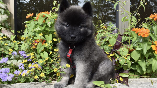 Wallpaper Leaves, Eurasier, Background, Plants, Dog, Black, Sitting, Puppy, Colorful, Green, Flowers