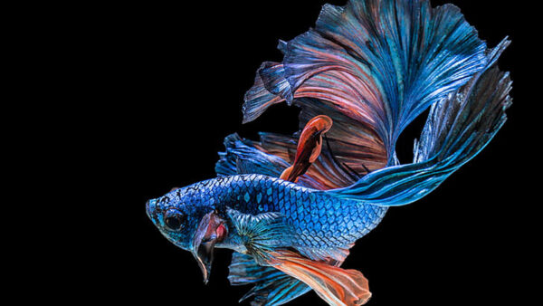 Wallpaper Dark, Black, Blue, Fish, Background