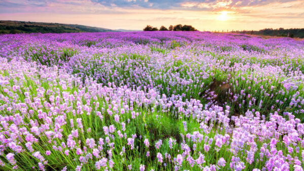 Wallpaper Sunset, Plants, During, Trees, Green, Field, Mountains, Leaves, Flowers, Light, Purple