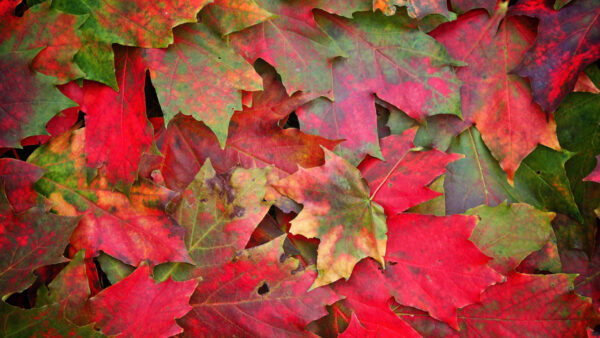 Wallpaper Green, Red, Fallen, Maple, Photography, Leaves