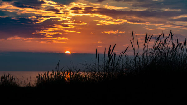 Wallpaper Grass, Background, Desktop, Sunset, Lake, Bushes, Nature, Twilight, Mobile