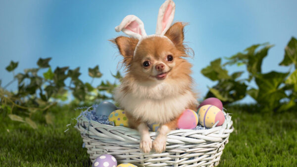 Wallpaper Colorful, Funny, Basket, Dog, Easter, Expression, Eggs, Inside
