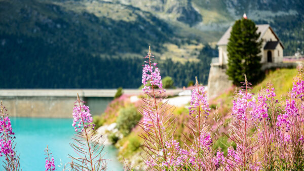 Wallpaper Nature, Closeup, Flowers, View, Background, Fireweed, Blur, Trees, Mountains