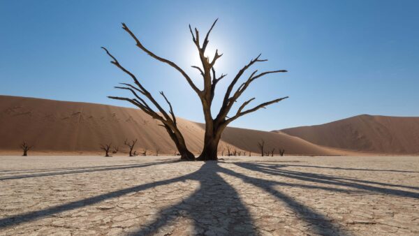 Wallpaper Tree, Sky, Land, Sunrays, Nature, Blue, Background, Branches, Dry, Reflection