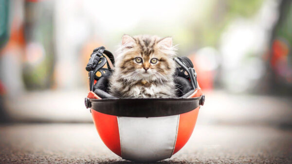 Wallpaper Kitten, Background, Inside, Blur, Sitting, Cat, Funny, Bokeh, Helmet