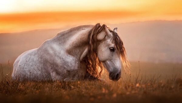 Wallpaper Silhouette, Horse, Background, White, Standing