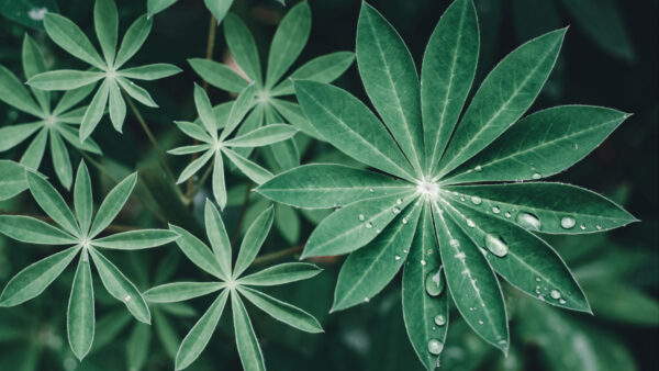 Wallpaper With, Branch, Water, Green, Blur, Plant, Background, Drops, Photography, Lupine, Leaves